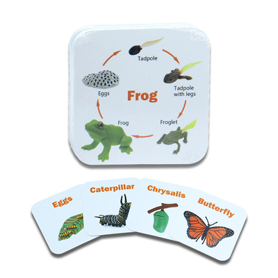 Flashcards personalizzati di insetti animali per giochi educativi per bambini in diversi disegni